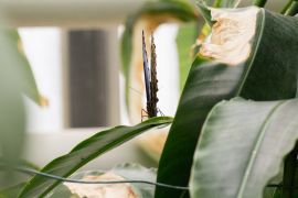 Buntes Geflatter In Jena 6